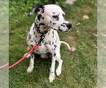 Small #3 Dalmatian
