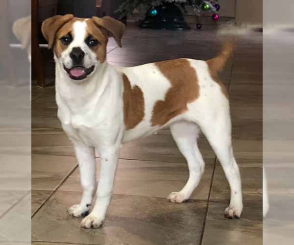 Medium Photo #5 Mutt Puppy For Sale in San Diego, CA, USA