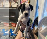 Puppy Baby Hailey American Pit Bull Terrier