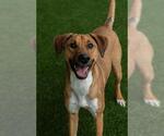 Small #2 Black Mouth Cur-Pointer Mix