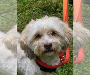 Havanese Dogs for adoption in Ellijay, GA, USA
