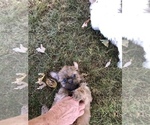 Small Photo #8 Shih Tzu Puppy For Sale in RIO LINDA, CA, USA
