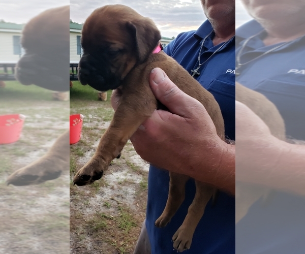 Medium Photo #9 Bullmastiff Puppy For Sale in ELLABELL, GA, USA