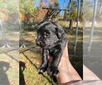 Small Photo #1 Border Collie-Golden Retriever Mix Puppy For Sale in BEMIDJI, MN, USA