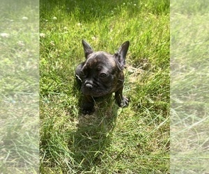 French Bulldog Puppy for sale in DURHAM, CT, USA