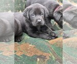 Small Photo #5 Labrador Retriever Puppy For Sale in BEAUFORT, NC, USA