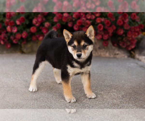 Medium Photo #1 Shiba Inu Puppy For Sale in MILLERSBURG, IN, USA