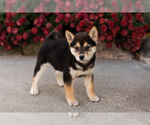 Puppy Mila Shiba Inu