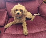 Small Photo #1 Cavapoo Puppy For Sale in SHELBYVILLE, KY, USA