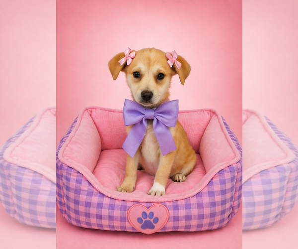 Medium Photo #4 Golden Labrador Puppy For Sale in Mt. Laurel, NJ, USA