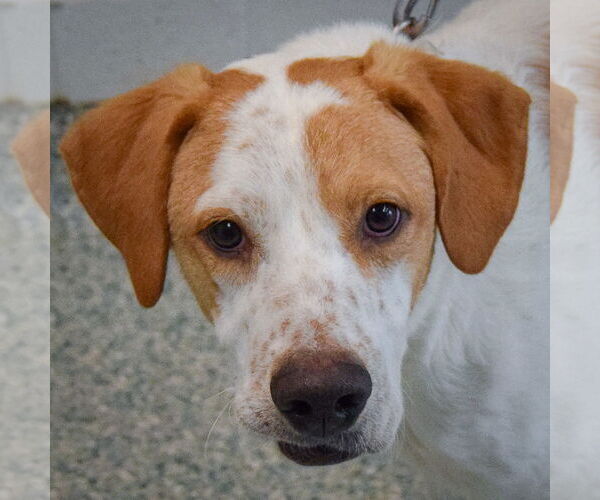 Medium Photo #1 English Foxhound-Unknown Mix Puppy For Sale in Huntley, IL, USA