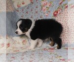 Small Photo #40 Miniature Australian Shepherd Puppy For Sale in HARRISON, OH, USA