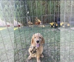 Small Photo #7 Goldendoodle Puppy For Sale in WOODLAND, CA, USA