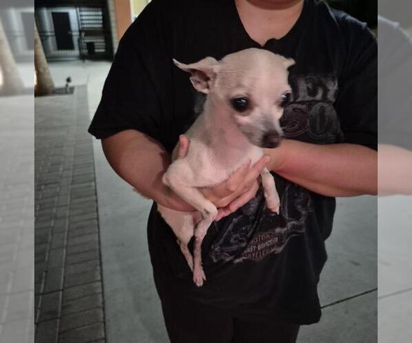 Medium Photo #1 Chihuahua Puppy For Sale in San Antonio, TX, USA