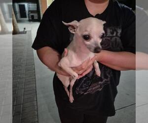 Chihuahua Dogs for adoption in San Antonio, TX, USA