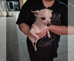 Small Chihuahua
