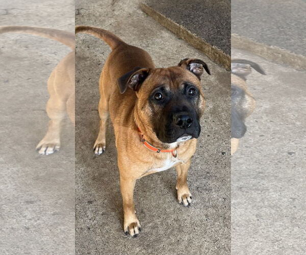 Medium Photo #2 Boxer-Unknown Mix Puppy For Sale in Mooresville, NC, USA
