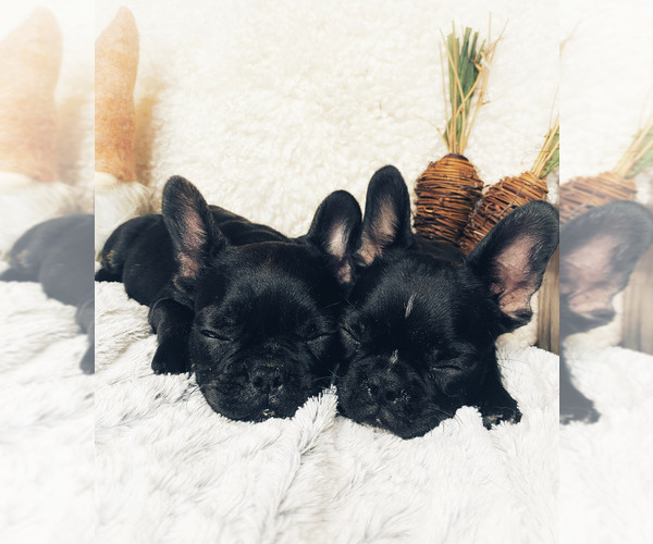 Medium Photo #3 French Bulldog Puppy For Sale in GREENVILLE, TX, USA