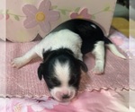 Puppy 1 Maltipoo (Miniature)-Shih Tzu Mix