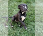 Small #11 American Staffordshire Terrier-Labrador Retriever Mix