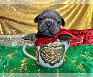 French Bulldog Puppy for sale in HAYWARD, CA, USA