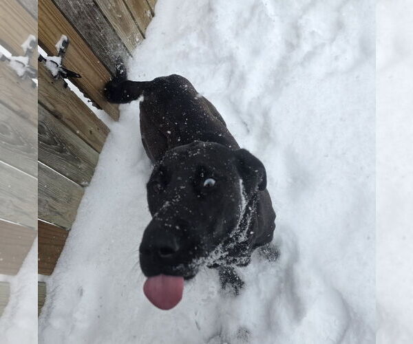 Medium Photo #4 Labrador Retriever-Unknown Mix Puppy For Sale in Thomasville, NC, USA
