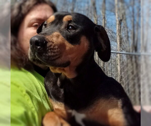 Medium Photo #2 Rottweiler-Unknown Mix Puppy For Sale in Minneapolis, MN, USA