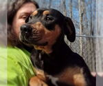 Small #1 Rottweiler Mix