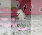 Puppy Cali Maltese