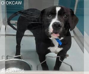 Mutt Dogs for adoption in Oklahoma City, OK, USA