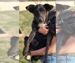 Small Photo #4 Shepradors Puppy For Sale in Gretna, NE, USA