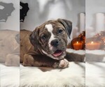 Puppy Olive Olde English Bulldogge