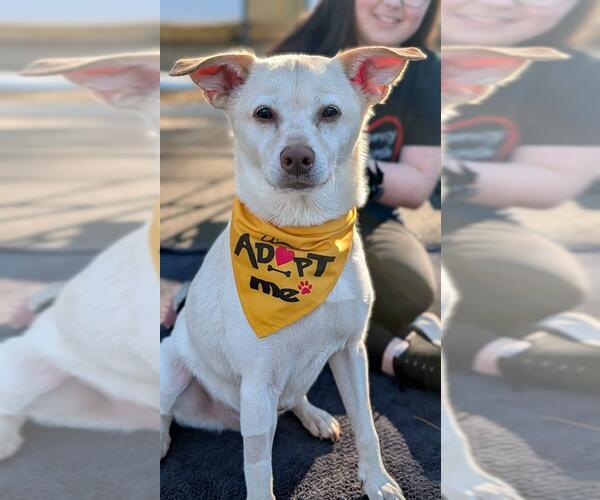 Medium Photo #7 Labrador Retriever-Unknown Mix Puppy For Sale in Kennesaw, GA, USA