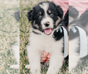 Border Collie Puppy for Sale in FLEMINGSBURG, Kentucky USA