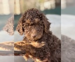 Small Photo #7 Goldendoodle Puppy For Sale in LOUISA, VA, USA