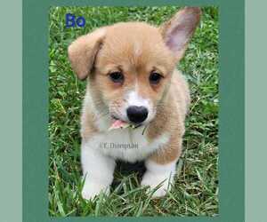 Pembroke Welsh Corgi Puppy for sale in BRODHEAD, KY, USA