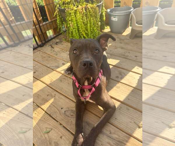 Medium Photo #1 Mutt Puppy For Sale in Crystal, MN, USA