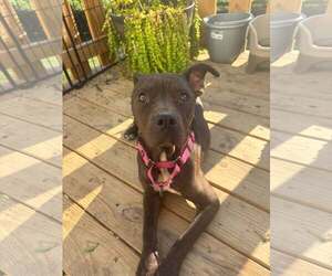 Mutt Dogs for adoption in Crystal, MN, USA
