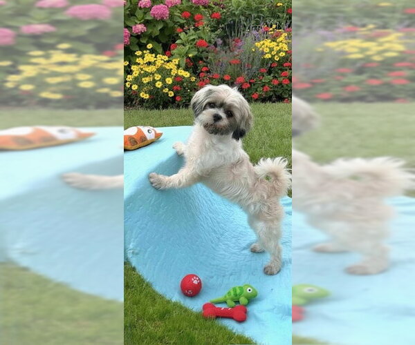 Medium Photo #8 Shih Tzu Puppy For Sale in Weston, FL, USA