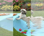 Small #7 Shih Tzu