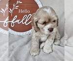 Small Photo #5 Cocker Spaniel Puppy For Sale in MIDDLEBURY, IN, USA