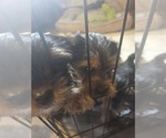 Small #6 Yorkshire Terrier