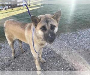 Akita Dogs for adoption in Houston, TX, USA