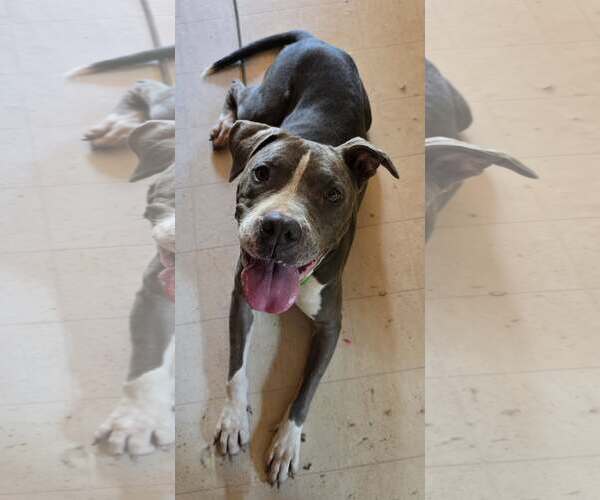 Medium Photo #4 Mutt Puppy For Sale in Shelburne, VT, USA