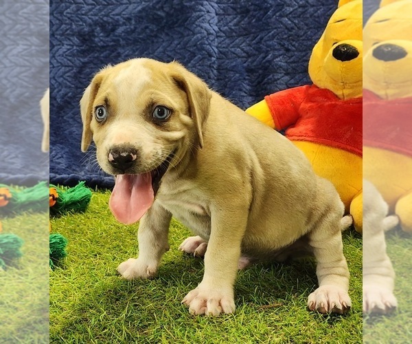Medium Photo #9 Catahoula Leopard Dog Puppy For Sale in CUMBY, TX, USA