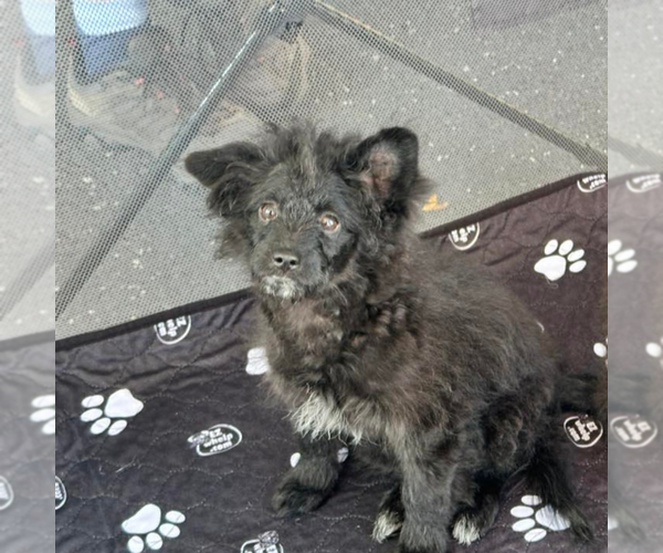Medium Photo #1 Pom-A-Poo Puppy For Sale in Newfield, NJ, USA