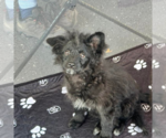 Small Pom-A-Poo