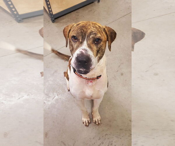 Medium Photo #6 American Staffordshire Terrier-Boxer Mix Puppy For Sale in Myrtle Beach, SC, USA