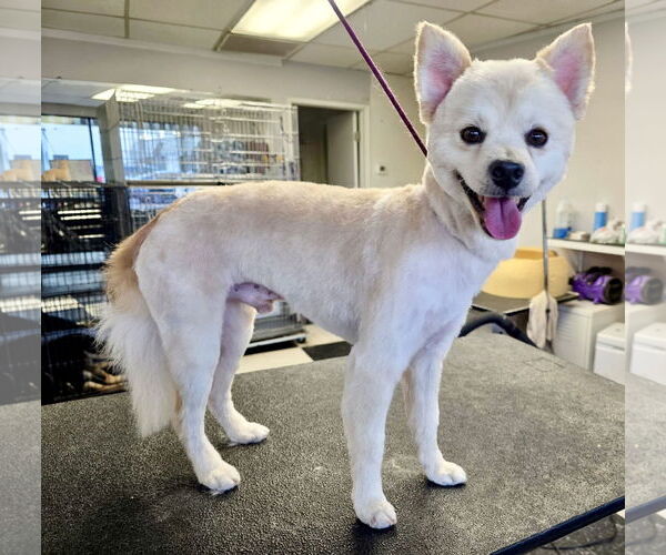Medium Photo #2 Pomeranian-Unknown Mix Puppy For Sale in Santa Clarita, CA, USA