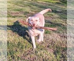 Small Photo #12 Labrador Retriever Puppy For Sale in BURNS, TN, USA